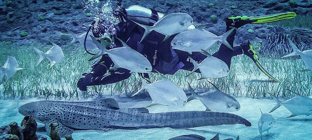 My Personal Experience With Sharks