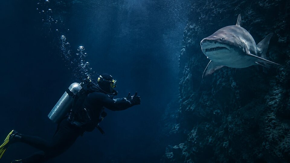 Home Hero Shark V2